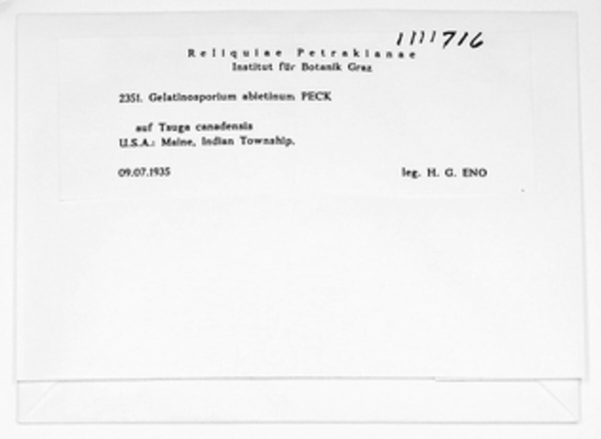 Dermea abietina image
